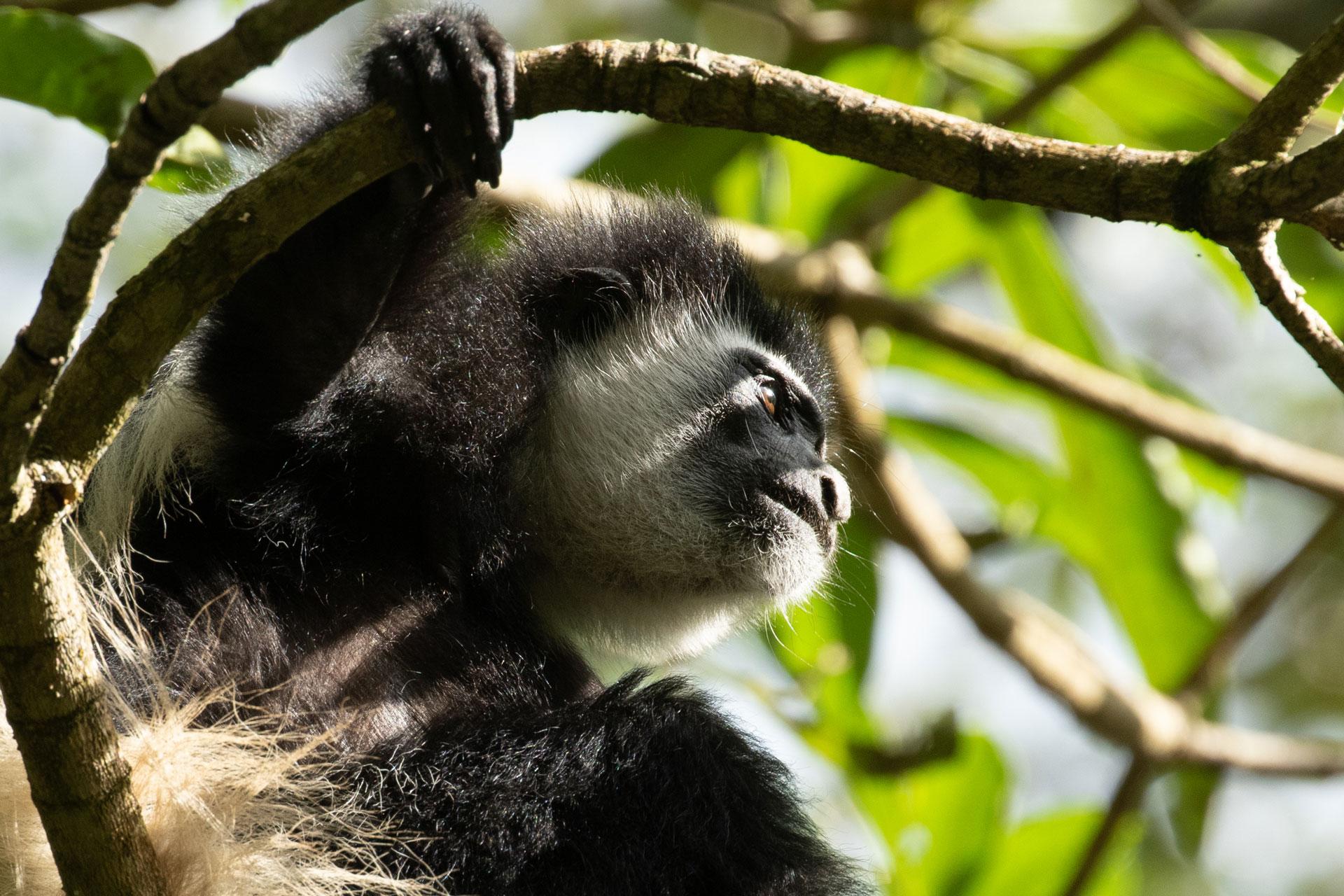 Go spot the black-and-white colobuse in Arusha National Park on a game drive