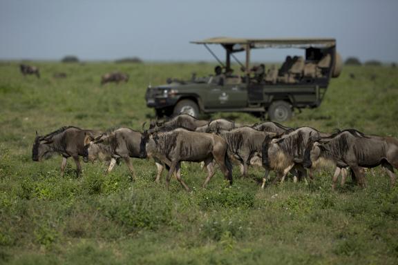 Siringit Serengeti Camp • Serengeti luxury safari camp